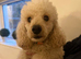 Male toy poodle white 3 years old