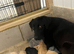 3 female labrador retriever puppies