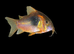 Gold shoulder schultzei Corydoras