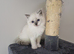 Pure Ragdolls - ONE BLUE FEMALE LEFT Ready 2nd July