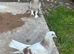 Turkish takla pigeons