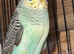 3 male black wings