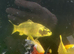Ghost carp