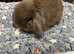 Mini lops
