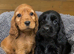 Gorgeous cocker spaniel puppies