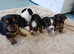 Jack Russel cross