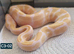 Female enchi albino 100% het piebald