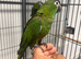 Hand Reared Baby Hahns Macaws