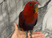 Baby Handreared Female Tame Eclectus Parrot