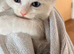Two Gorgeous Ragdoll Kittens Ready to Leave!