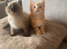 2 Gorgeous kittens (female) looking for their forever homes