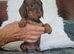 BEAUTIFUL DACHSHUND BABIES