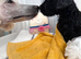 Standard poodle pups