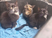 3 x 8 week old kittens