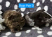 Pure bred Lunkarya and sheltie funky boar pair