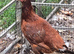 Rhodes Island Red pullets at point of lay
