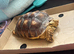 Sulcuta tortoise