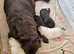Big chunky yellow & chocolate pedigree bears seeking new families