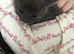 Two kitten s
