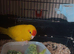 Kakariki 6 months old