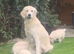 Kc golden retriever puppies
