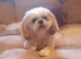 Wanted - Older Lhasa Apso or Shih Tzu Ages 2-6 yrs.