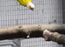 Proven breeding pair Suncheeck conure pair