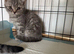 Straight eared pedigree Scottish fold