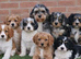 Beautiful Cockerlierpoo puppies for sale
