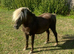 Full American stallion