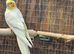 2 year old Lutino male Cockatiel