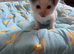 Bengal cross kittens