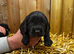Cockalier puppies