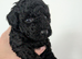 Beautefull black to poodle girl