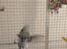 Congo African grey