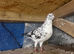 Pigeons- Highflyer
