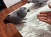 Super tame African grey parrots