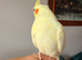 Heartbreaking Sale – Three Beautiful Hand-Tame Cockatiels Looking for Loving Forever Homes