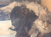 Female Maine Coon Kitten - 12 weeks