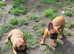 Standard red fawn/pied French bulldog