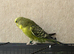 Beautiful budgies available