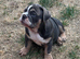 Female English bulldog