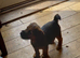 Border x Jack Russell Terrier