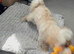 Maltipoo  very lovely