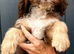 Stunning tri and chocolate with white F1 cockapoo puppies