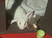 Male Giant Lop