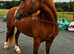 Chunky 14.1 Welsh Filly