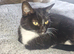 Hi we are kitty and Biscuit, a bonded mum and daughter