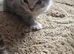 3 Sweet British Shorthairs