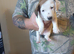 Jackshund for sale